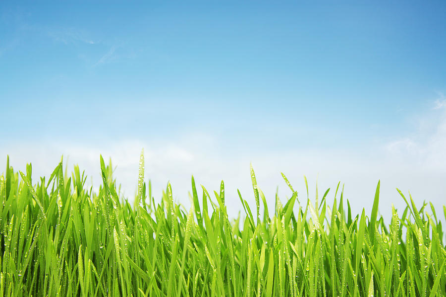 Freshly Watered Grassy Field Photograph by Nico blue