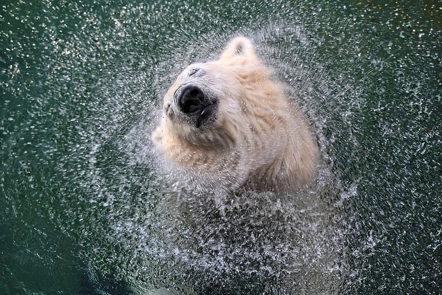 Polar Bear Photograph - Freshness For Hot Summer Days by Antje Wenner-braun