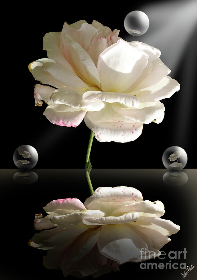 Rose Digital Art - Freshness of purity by Pixel Artist