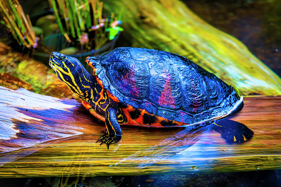 Freshwater Aquatic Turtle Photograph by Garry Gay