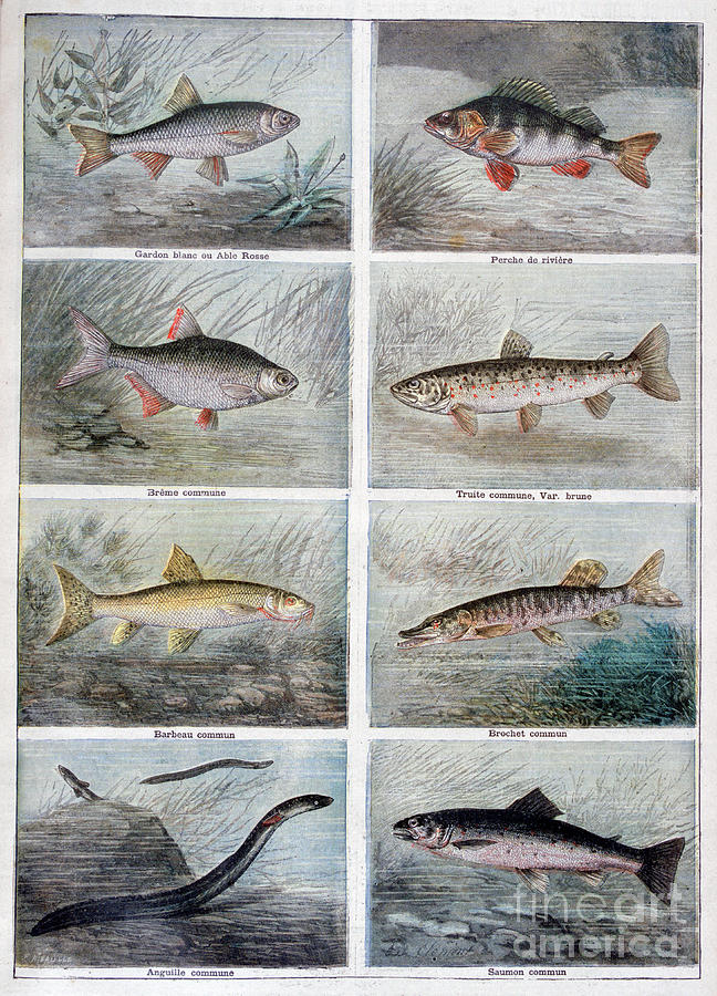 Freshwater Fish, 1897. Artist F Meaulle Drawing by Print Collector