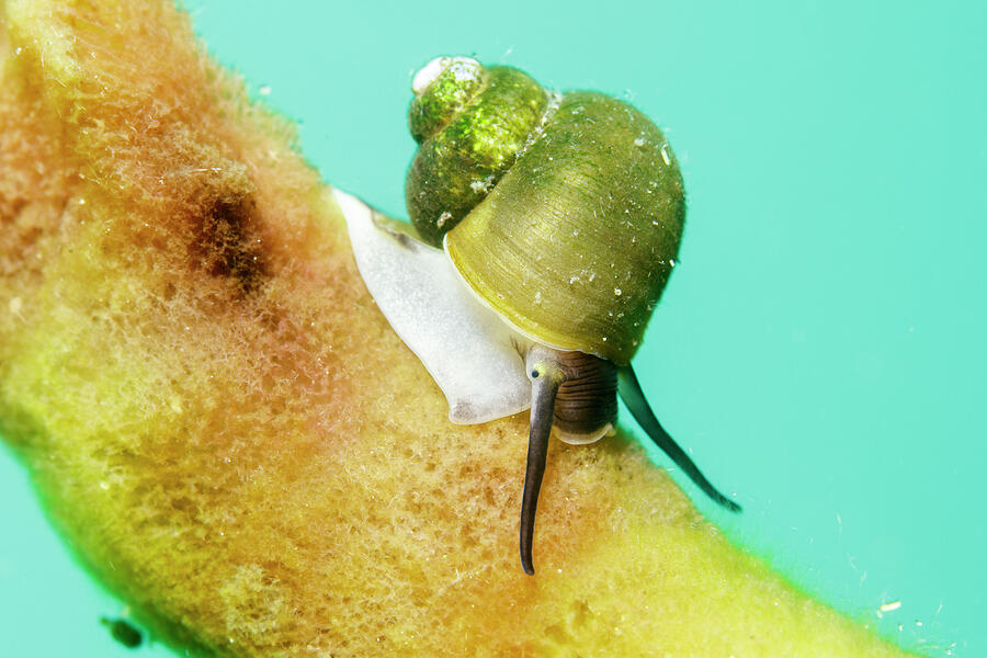 Freshwater Snail On Baikal Sponge , Both Are Endemic To Photograph by ...