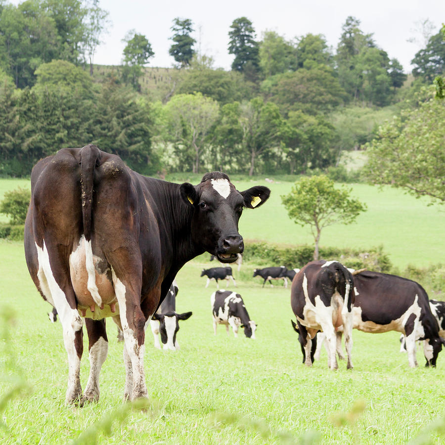 Fresian Cow In Herd - Making Eye Contact Photograph by Scott Hortop ...