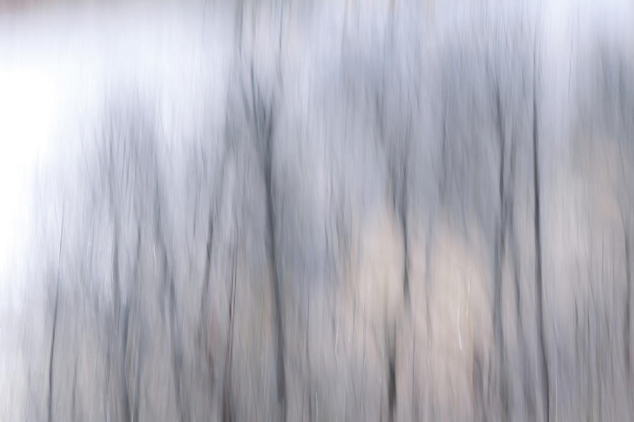 Friday's Trees by Davin McLaird Friday's Trees by Davin McLaird