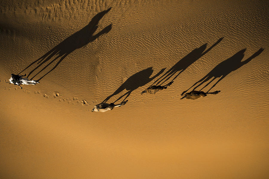 Camel Photograph - Friend Camels by Fahad Alhussain