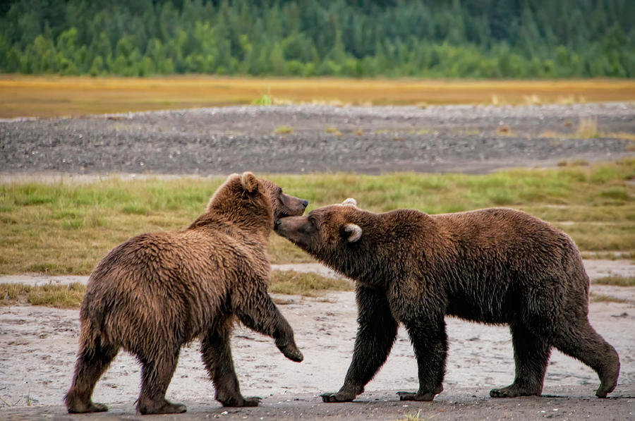 Friend or Foe Photograph by Phyllis Taylor - Fine Art America