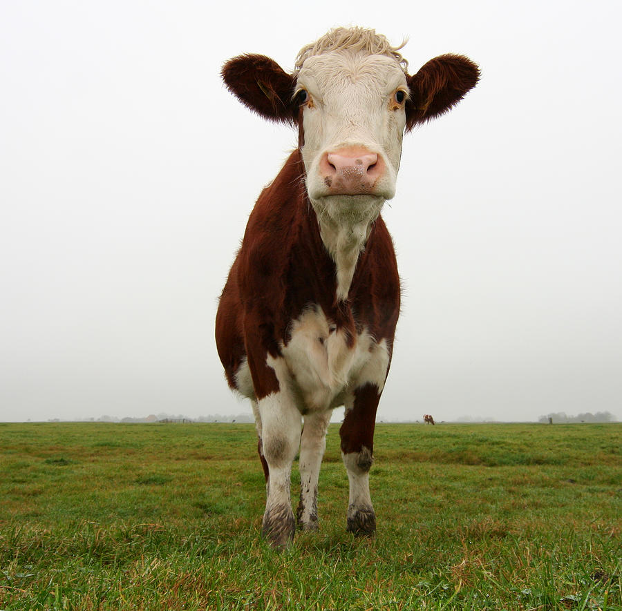 Friendly And Melancholy Cow Photograph by Marcel Ter Bekke