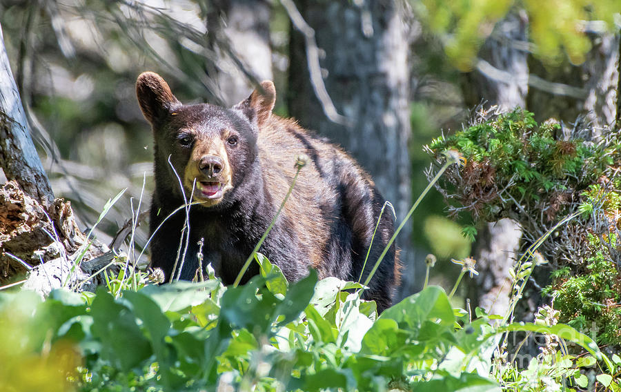 Friendly Black Bear Photograph by Gary Beeler