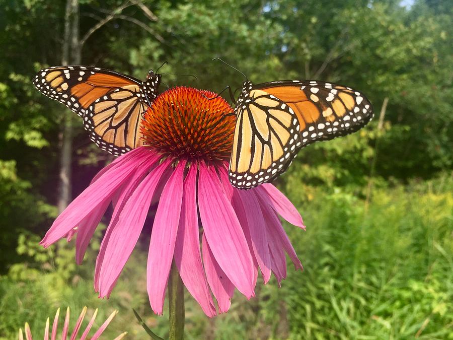Friendly Butterflies Photograph by Paula Brown