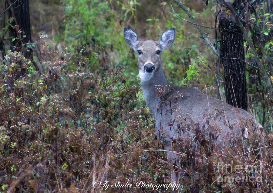 Friendly Doe Photograph by Ty Shults