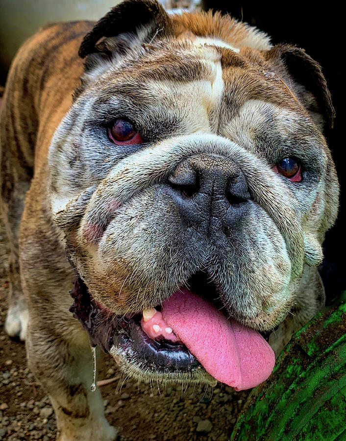 Friendly English Bulldog Photograph by Garry Gay