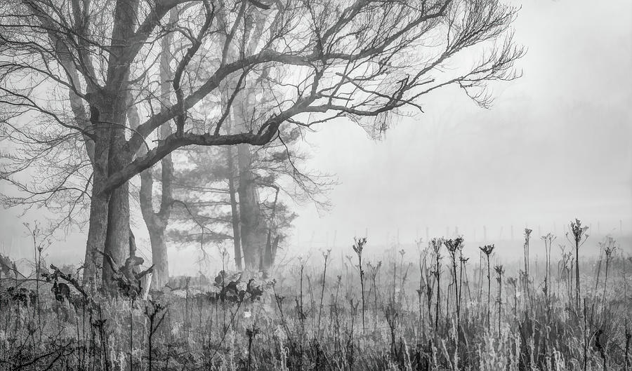 Friendly Fog, Black and White Photograph by Marcy Wielfaert