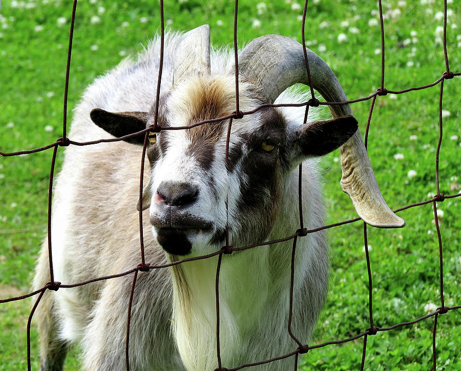 Friendly Goat Photograph by Linda Stern
