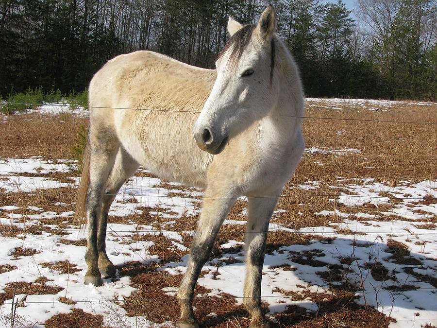 Friendly Horse Photograph by Arnold Hence - Fine Art America