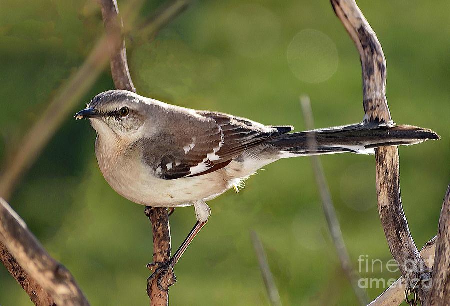 Friendly Northern Mockingbird Photograph by Cindy Treger