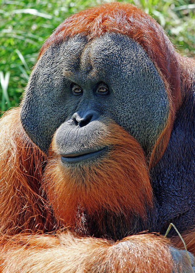 Friendly Orangutan Photograph by Daniel Caracappa - Pixels