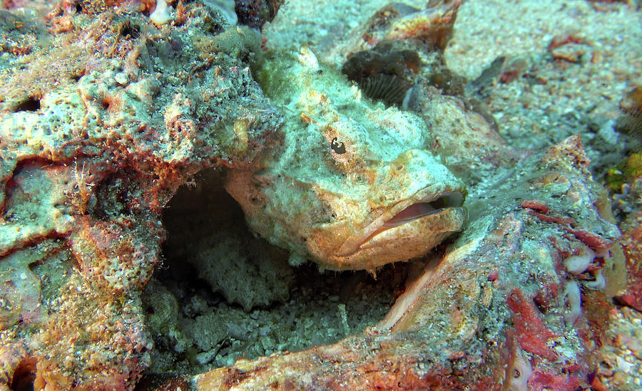 Friendly Rock Fish Photograph by Paul Ranky - Fine Art America