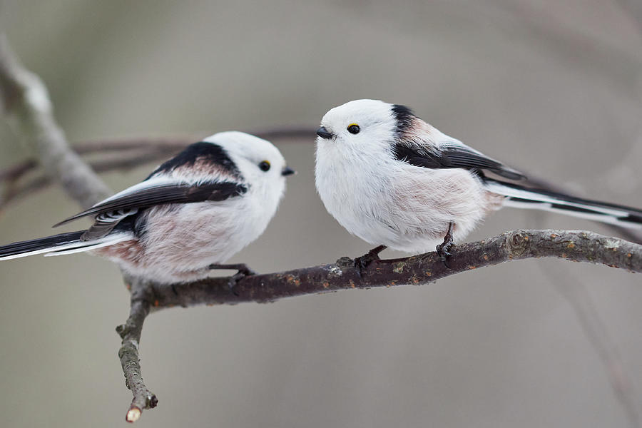 Friends forever. Long-tailed tit Photograph by Jouko Lehto