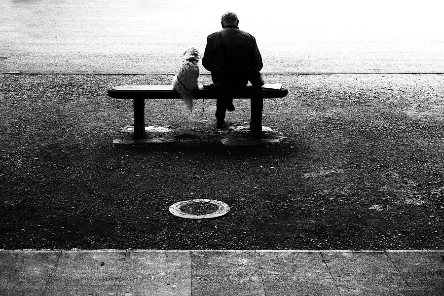 Dog Photograph - Friends by Franco Maffei