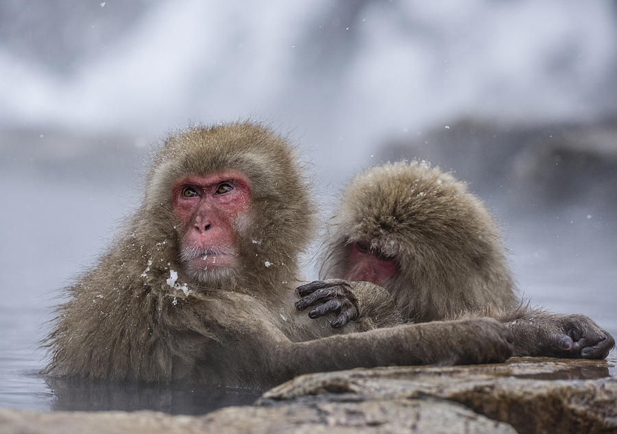 Friends Photograph by Ozan Aktas - Fine Art America