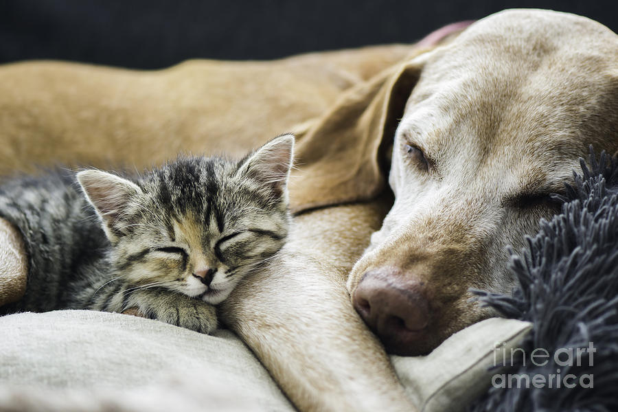 Couple Photograph - Friends by Vasek Rak Couple Photograph - Friends by Vasek Rak