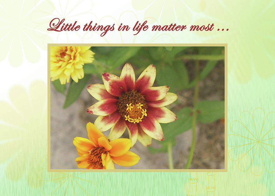 Friendship, a smiling Indian blanket flower by Jacqueline Sleter Friendship, a smiling Indian blanket flower by Jacqueline Sleter
