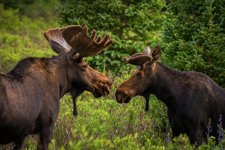 Moose Photograph - Friendship by Gary Kochel