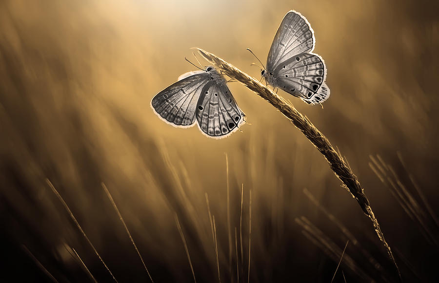 Friendship On The Gold Photograph by Ridha