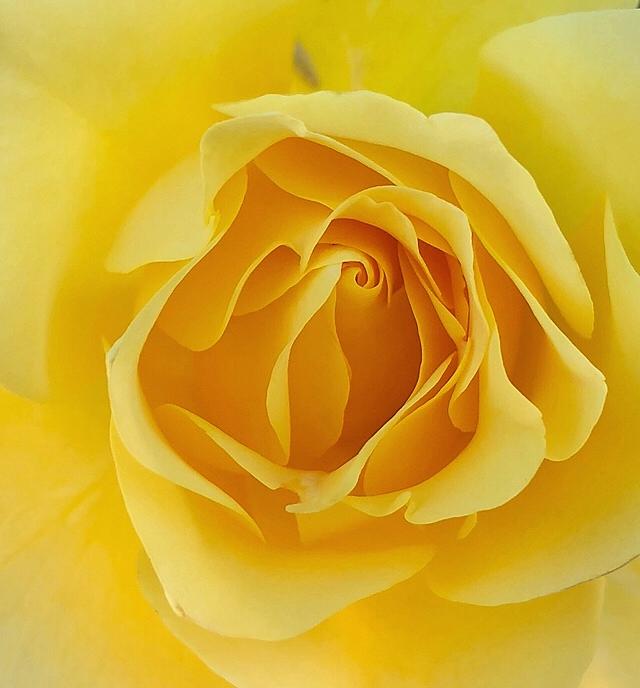Friendship Rose Photograph by Steph Gabler