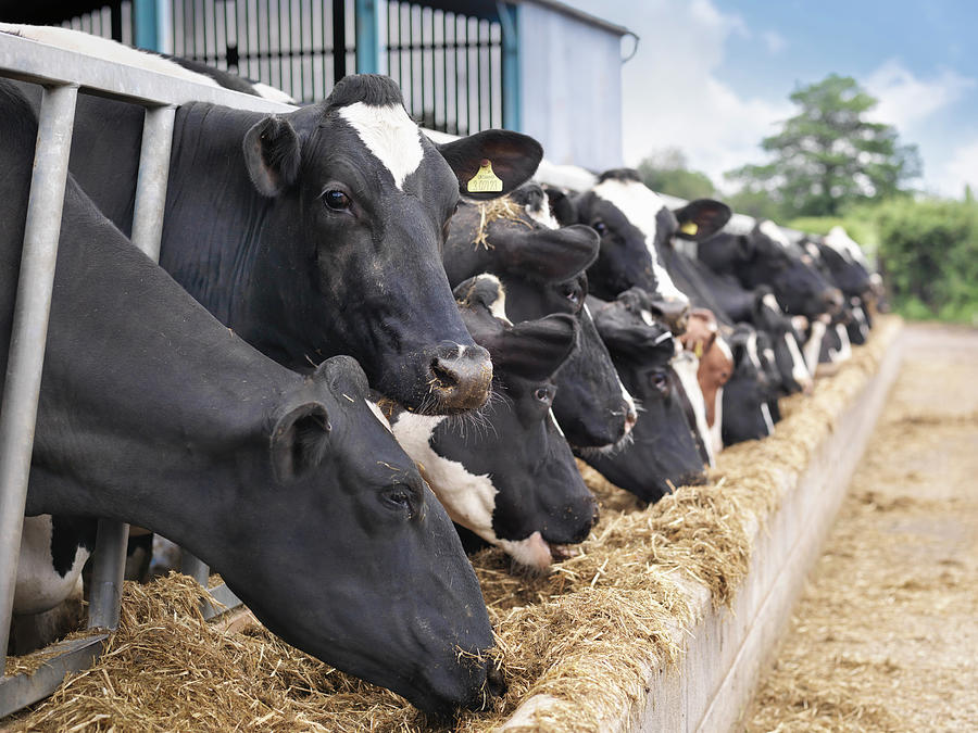 Friesian Cows Feeding From Trough On Photograph by Monty Rakusen