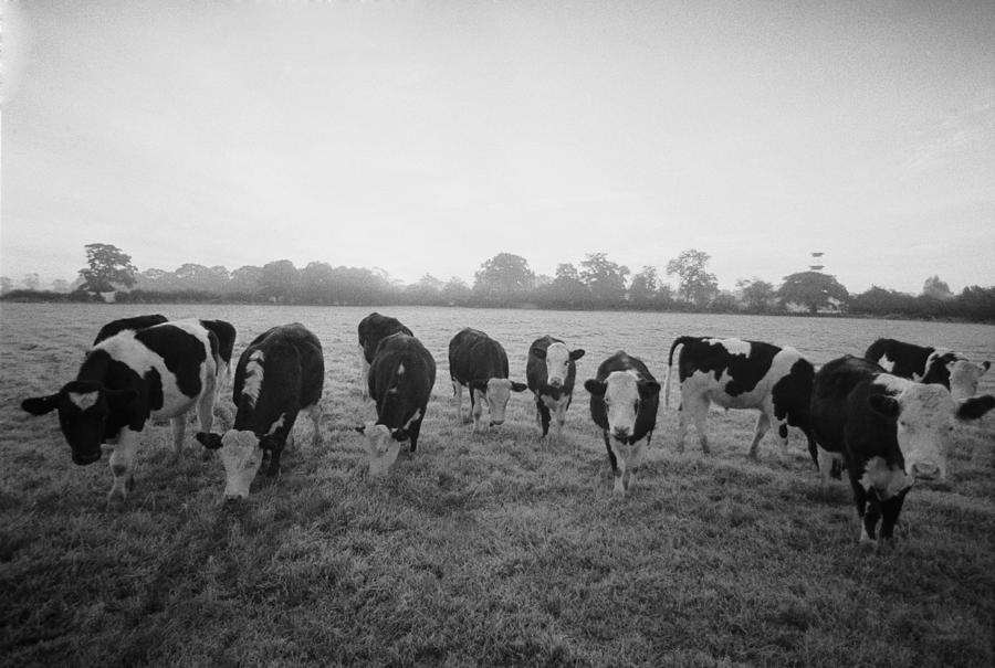 Friesian Cows Photograph by Graham Wood