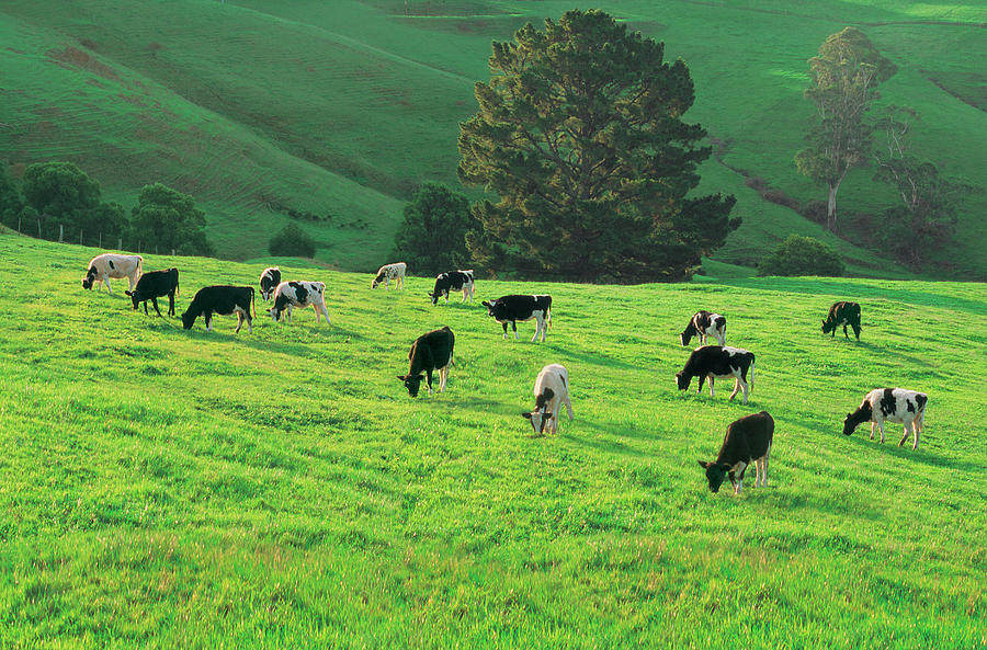 Friesian Dairy Cows, Gippsland by Australian Scenics