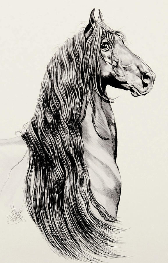 friesian horse head drawings