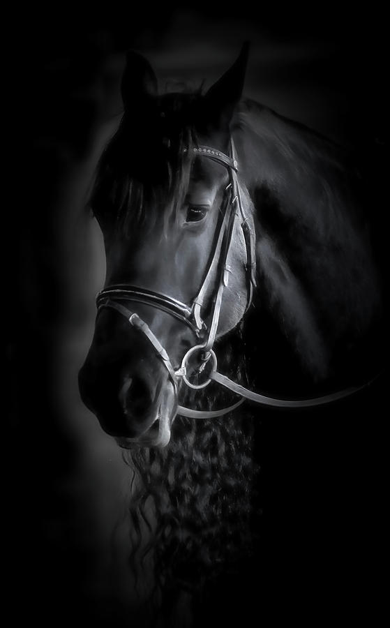 Animal Photograph - Friesian Horse Shadow Profile by Athena Mckinzie