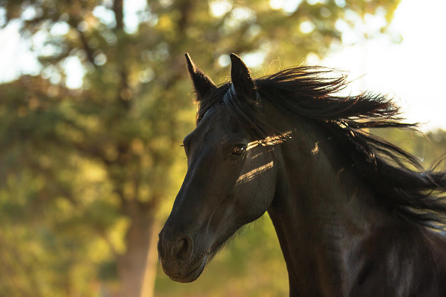 Friesian Mare in Fall by Anett Mindermann Friesian Mare in Fall by Anett Mindermann