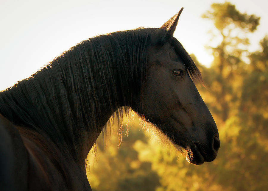 Friesian Mare Portrait by Anett Mindermann Friesian Mare Portrait by Anett Mindermann