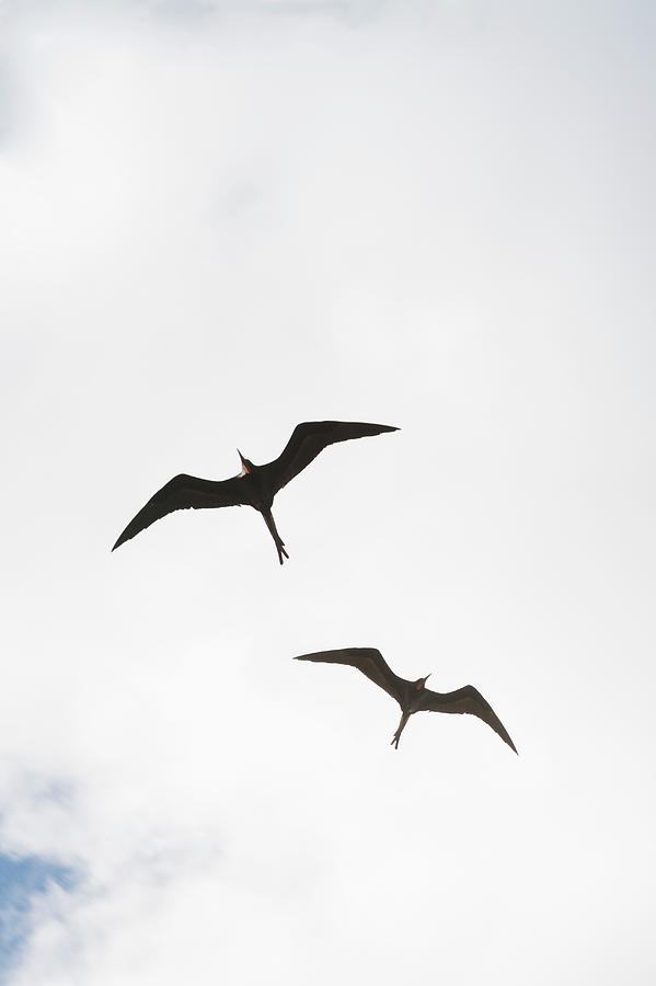 Frigate Birds Photograph by Nine Ok