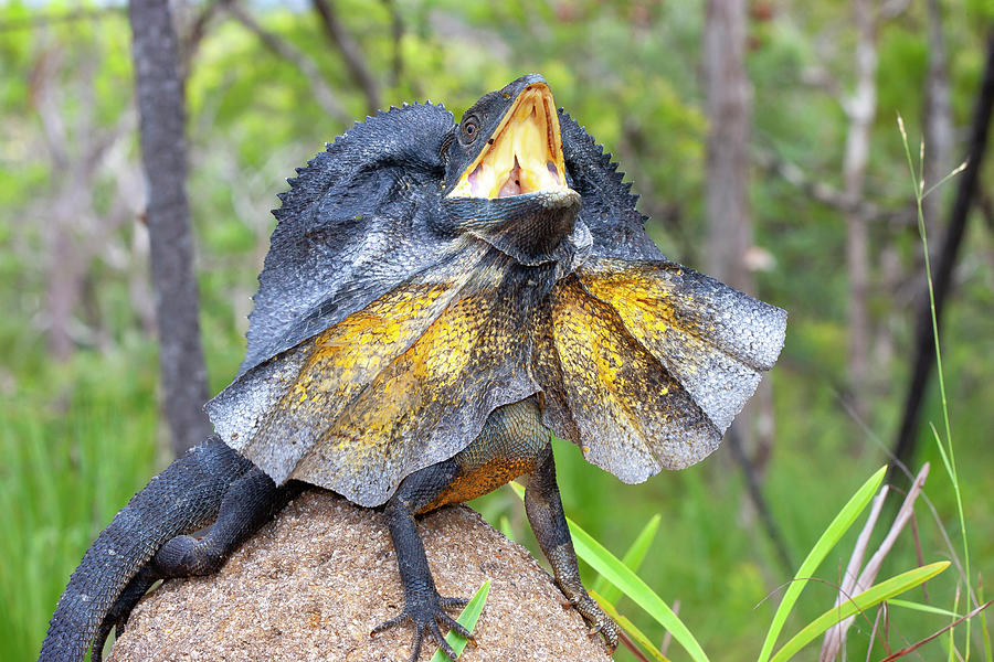 Frill-necked Lizard Threat Display, Australia Photograph by Bruce ...