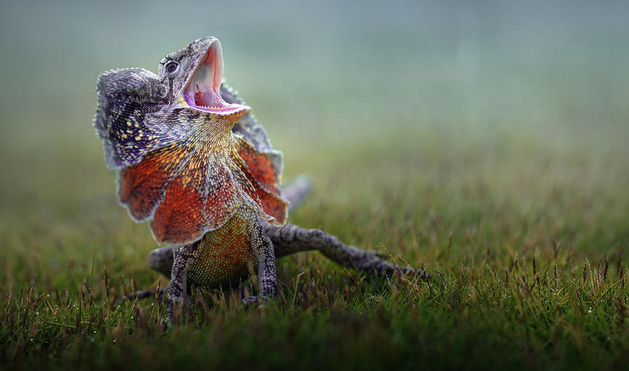 Dragon Photograph - Frilled Dragon by Fahmi Bhs