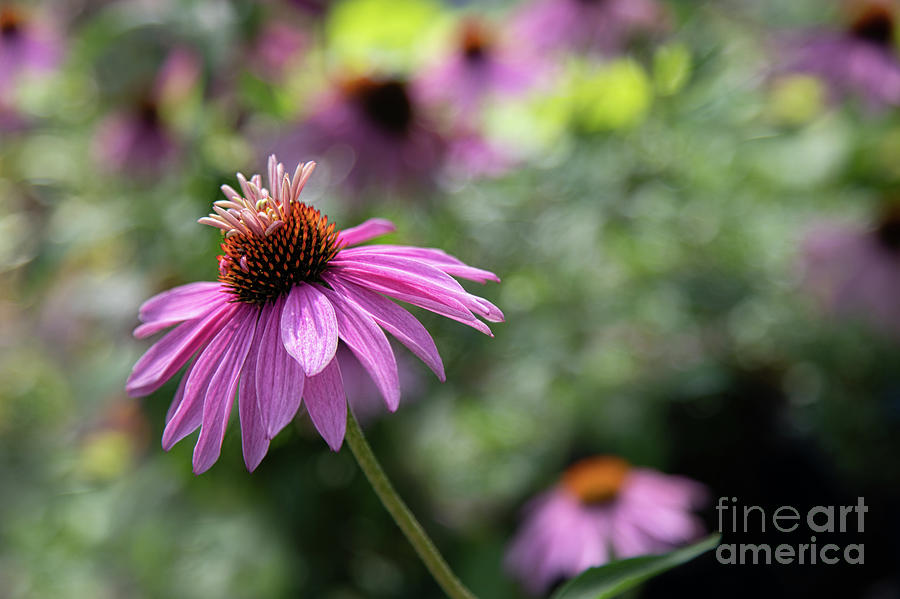 Frilly Hat Echinacea Photograph by Marilyn Cornwell
