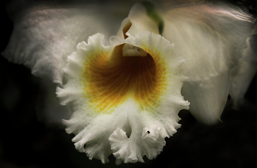 Frilly Lips Photograph by Debra and Dave Vanderlaan
