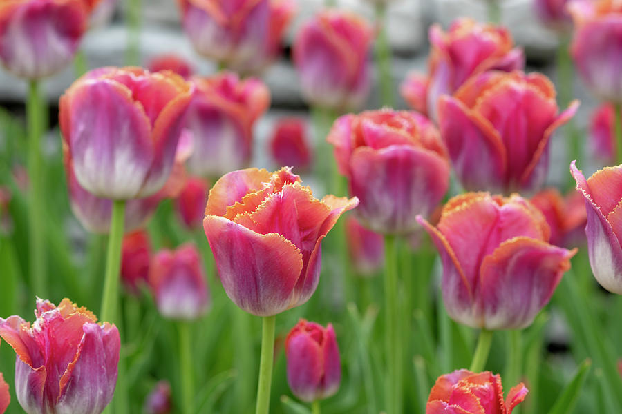 Fringe Tip Tulips Photograph by Arthur Oleary