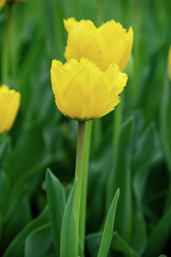 Fringed Elegance Triumph Tulip by Jennifer Wick Fringed Elegance Triumph Tulip by Jennifer Wick