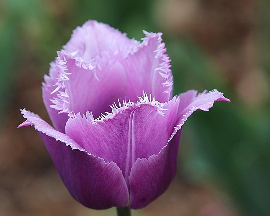 Tulip Photograph - Fringed Purple Tulip by Tina M Daniels   Whiskey Birch Studios