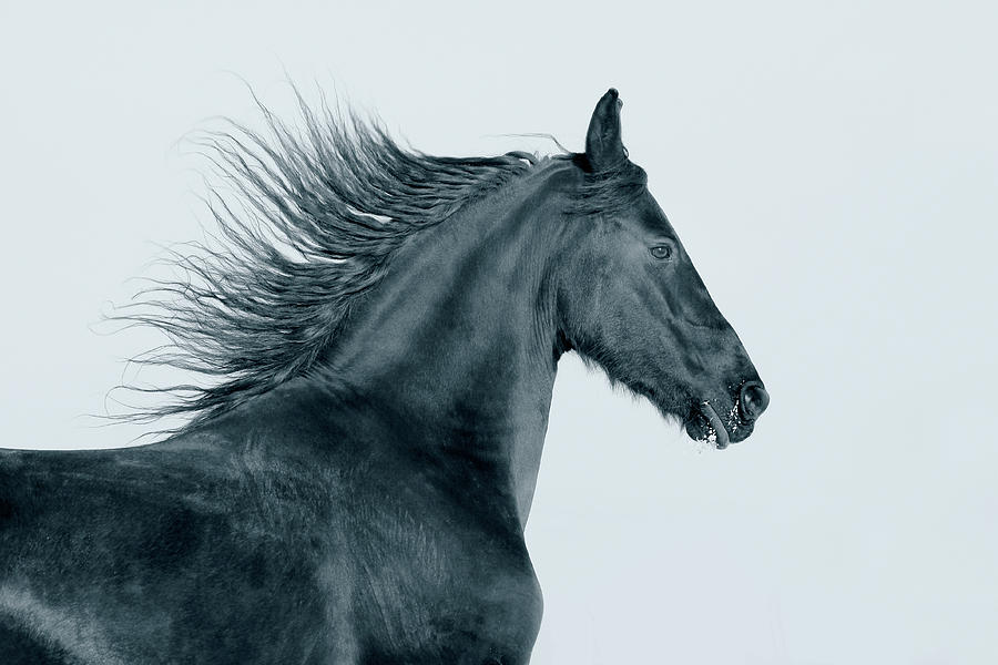 Frisian Horse Photograph by Photographs By Maria Itina Frisian Horse Photograph by Photographs By Maria Itina