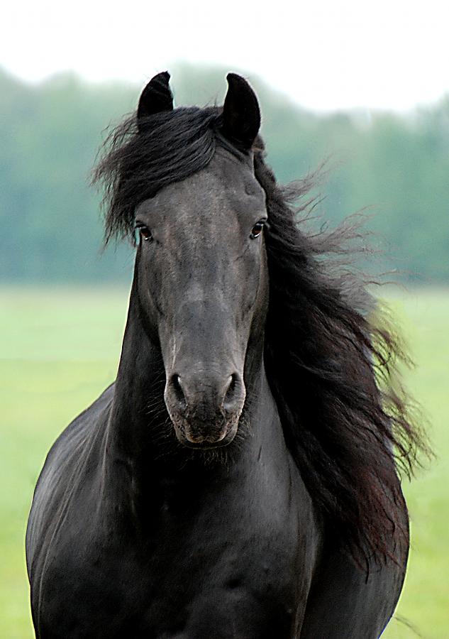 Frisian Horse Photograph by Tanjadavis.com