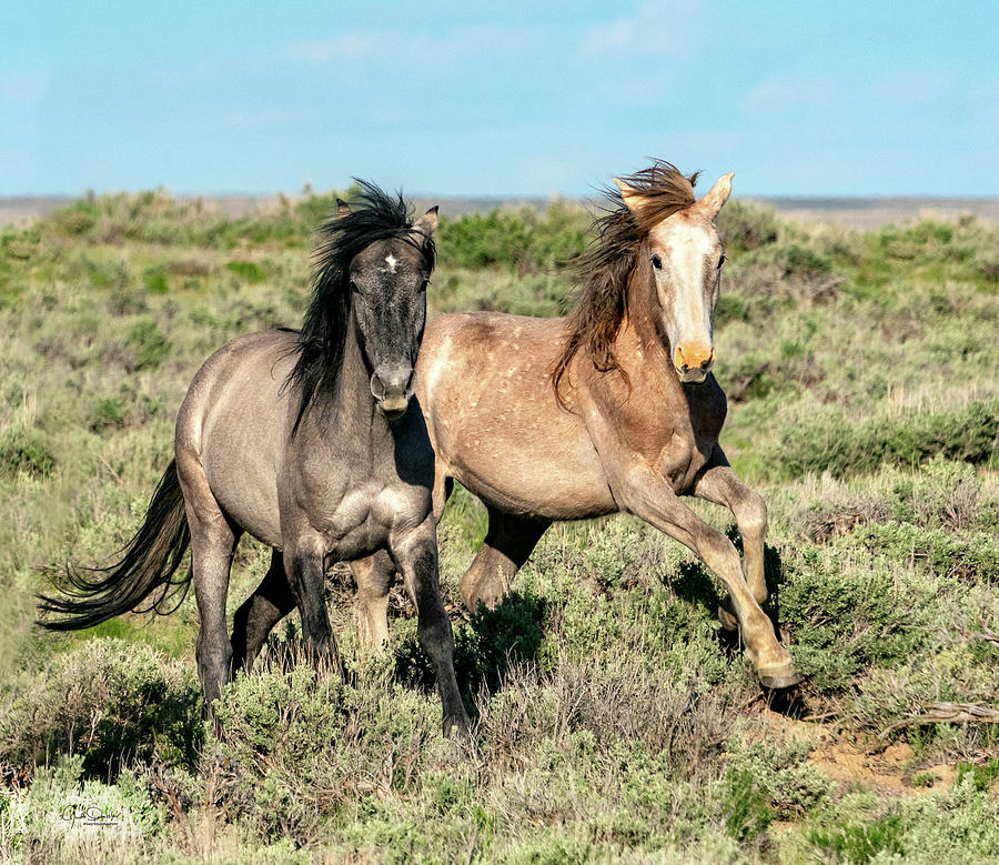 Horse Photograph - Frisky Horse Pals by Judi Dressler