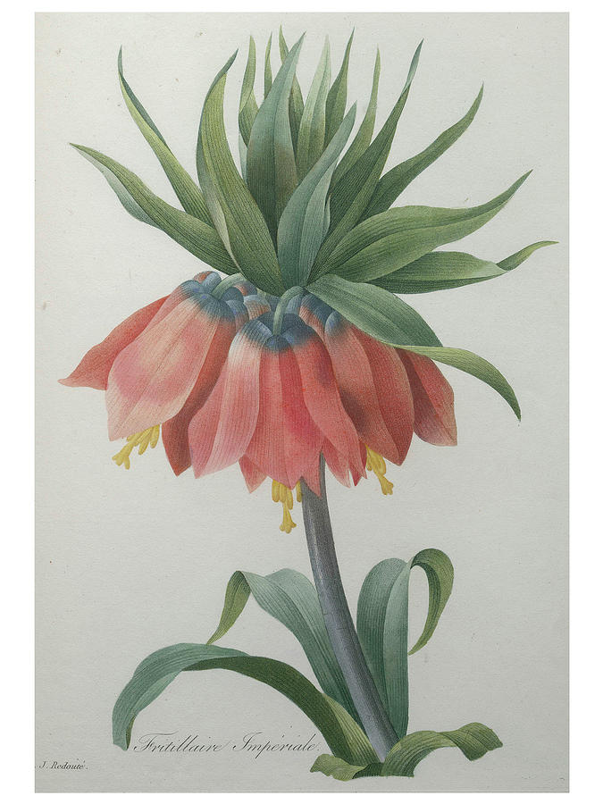 Fritillaire - imperial Crown Flower Painting by Pierre-Joseph  Redoute
