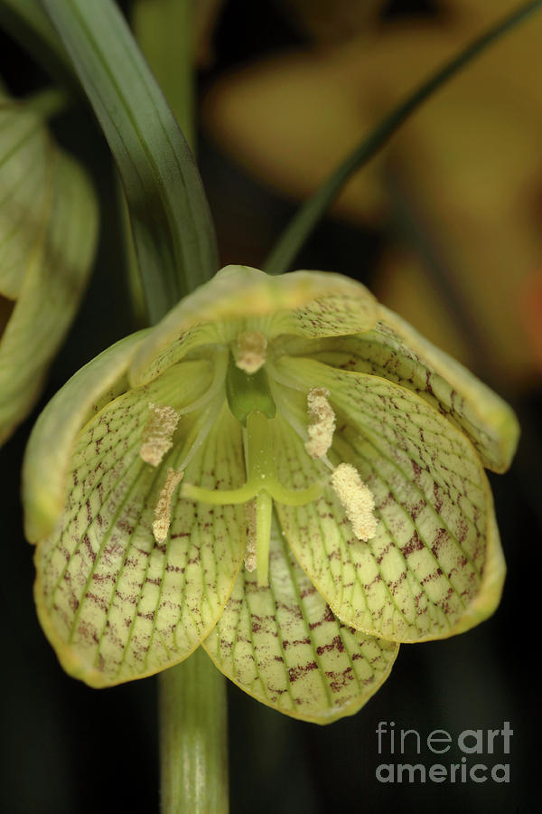 Fritillaria Cirrhosa Var. Thunbergii Photograph by Dr Keith Wheeler ...