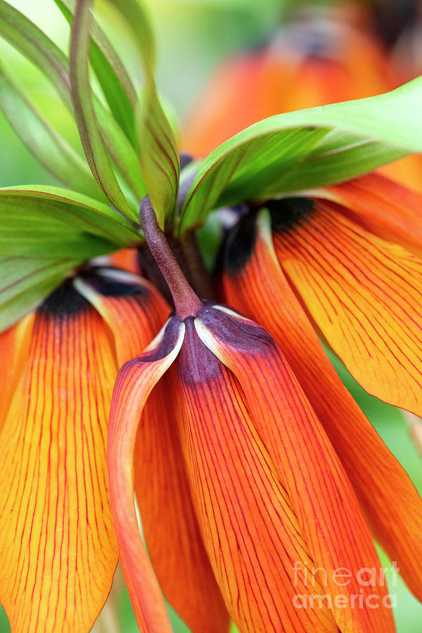 Fritillaria imperialis Crown Imperial Flowers Photograph by Tim Gainey